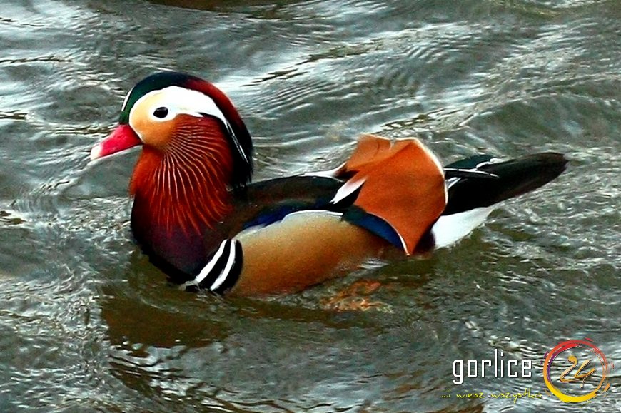 Nie-brzydkie kaczątko
