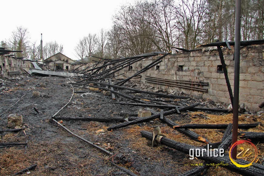 20 tysięcy kurcząt poszło z dymem