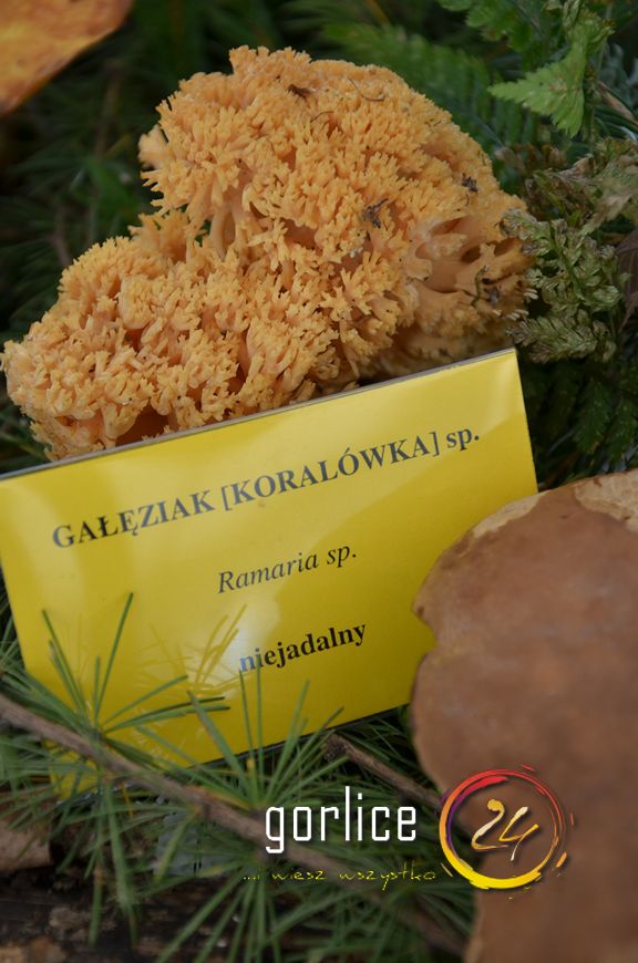 Święto bez udziału głównego bohatera (TV GORLICE24)