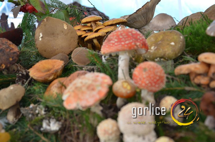 Święto bez udziału głównego bohatera (TV GORLICE24)