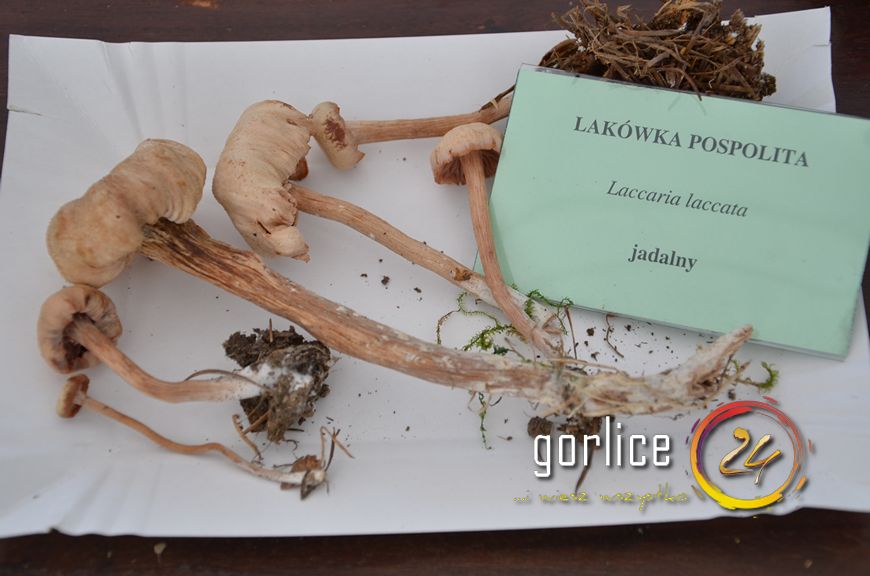 Święto bez udziału głównego bohatera (TV GORLICE24)