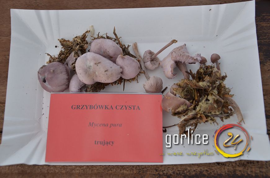 Święto bez udziału głównego bohatera (TV GORLICE24)