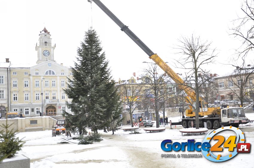 Choinka już na Rynku