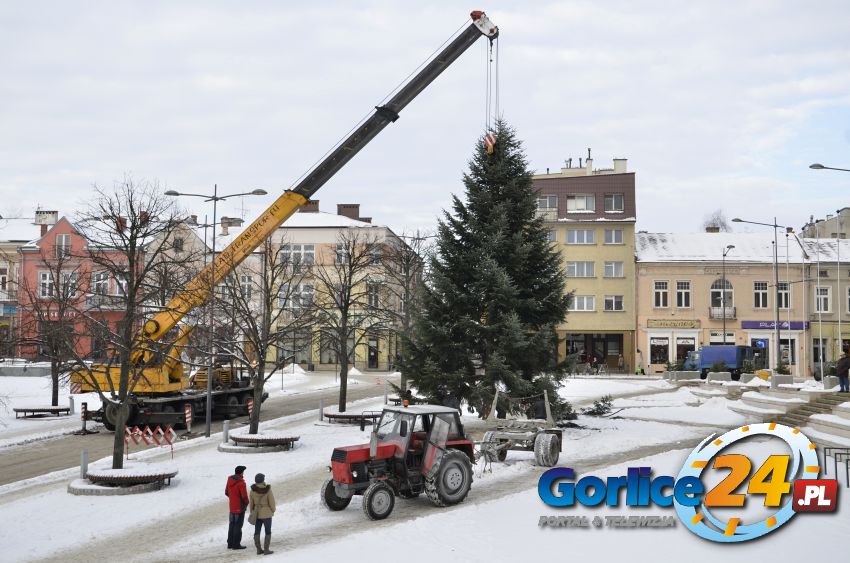 Choinka już na Rynku
