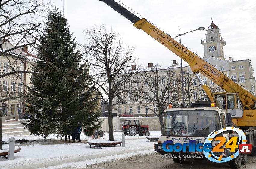 Choinka już na Rynku