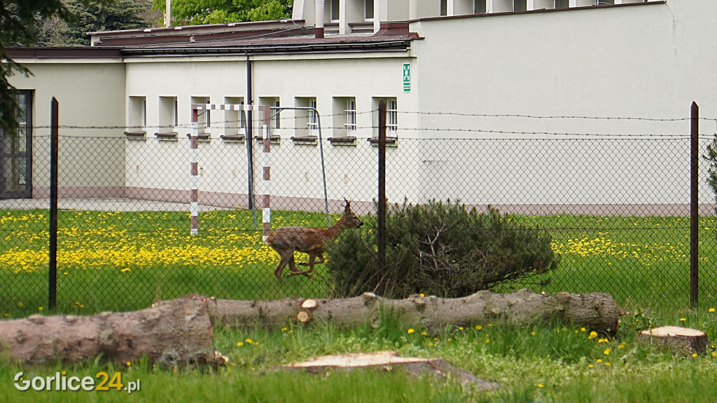 Gorlice. Dzikie zwierzęta zaglądają do centrum