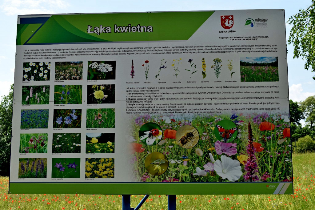 Ekołąka w Biesnej
