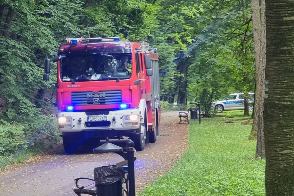 Młody dąb runął na parkową alejkę