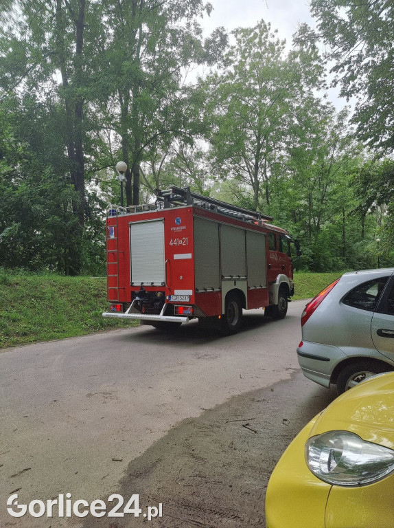Młody dąb runął na parkową alejkę