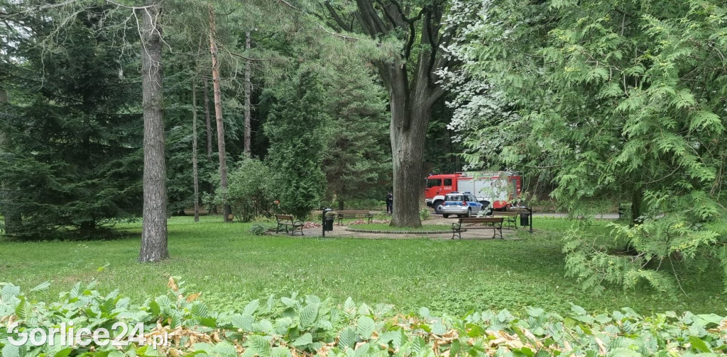 Młody dąb runął na parkową alejkę