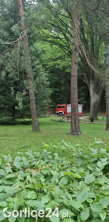 Młody dąb runął na parkową alejkę