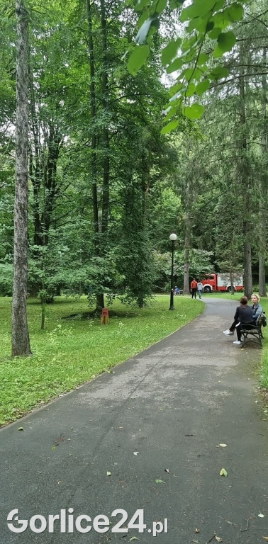 Młody dąb runął na parkową alejkę