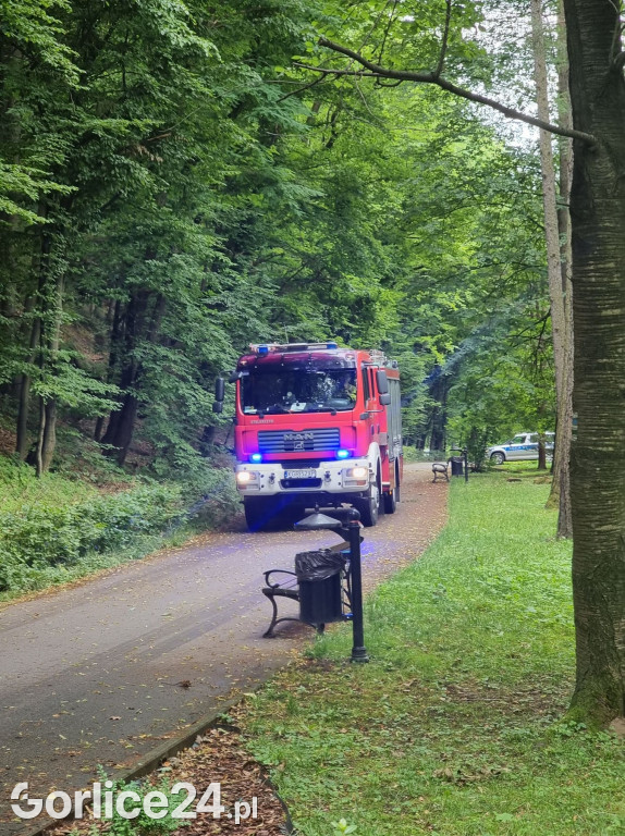 Młody dąb runął na parkową alejkę