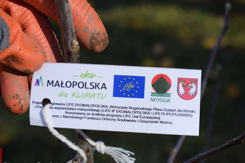 Powiat sadzi jabłonie! Każdy też może otrzymać sadzonki!