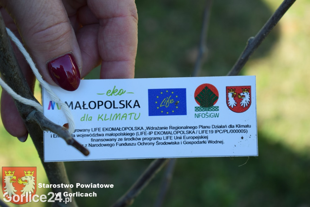 Powiat sadzi jabłonie! Każdy też może otrzymać sadzonki!