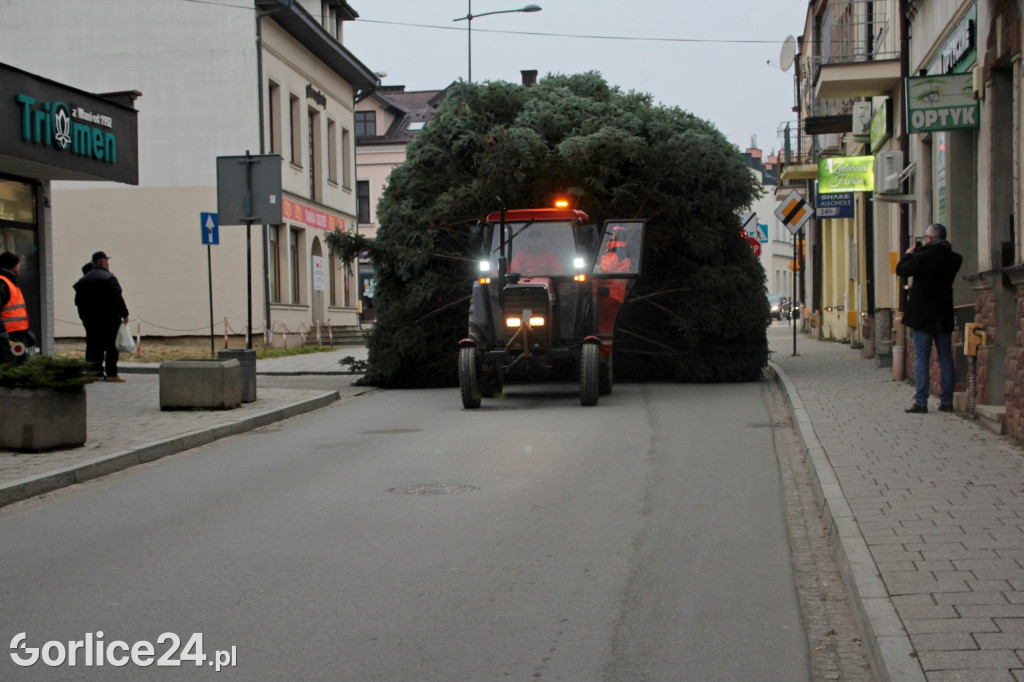 Choinka na gorlickim Rynku