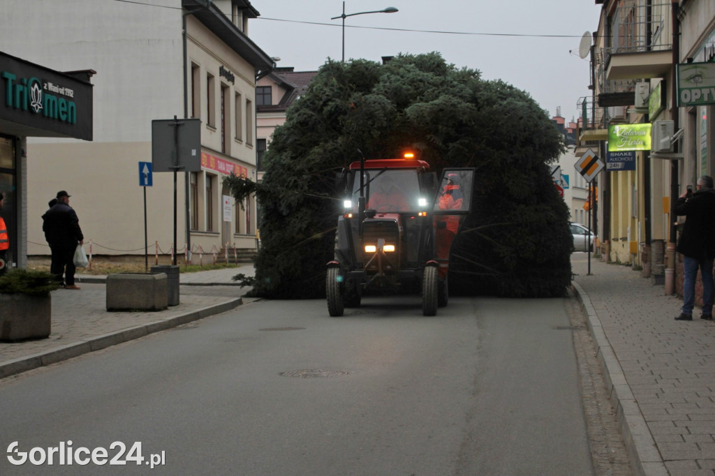 Choinka na gorlickim Rynku
