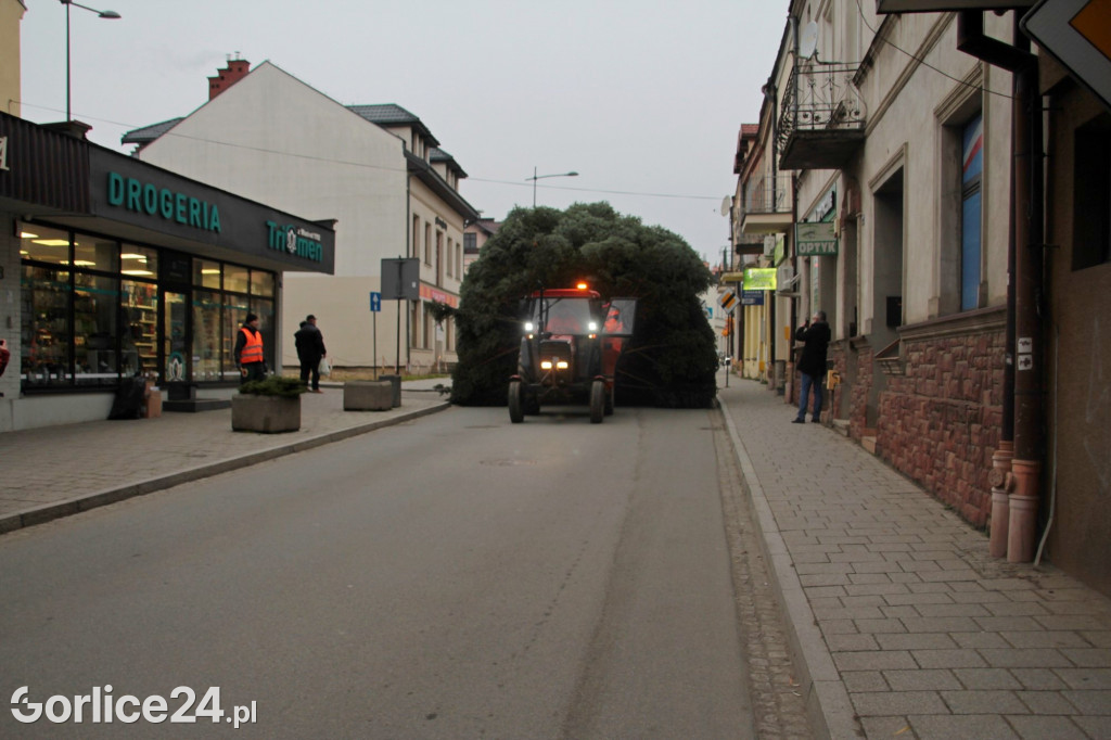 Choinka na gorlickim Rynku
