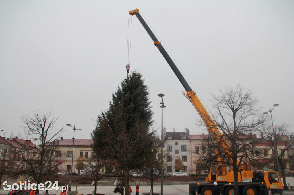 Choinka na gorlickim Rynku