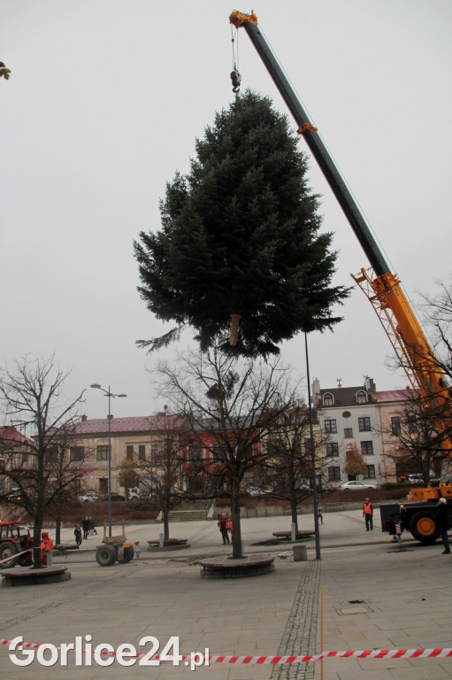 Choinka na gorlickim Rynku