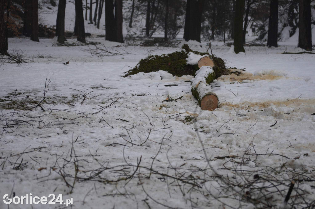 Powalone drzewa w Parku Miejskim!