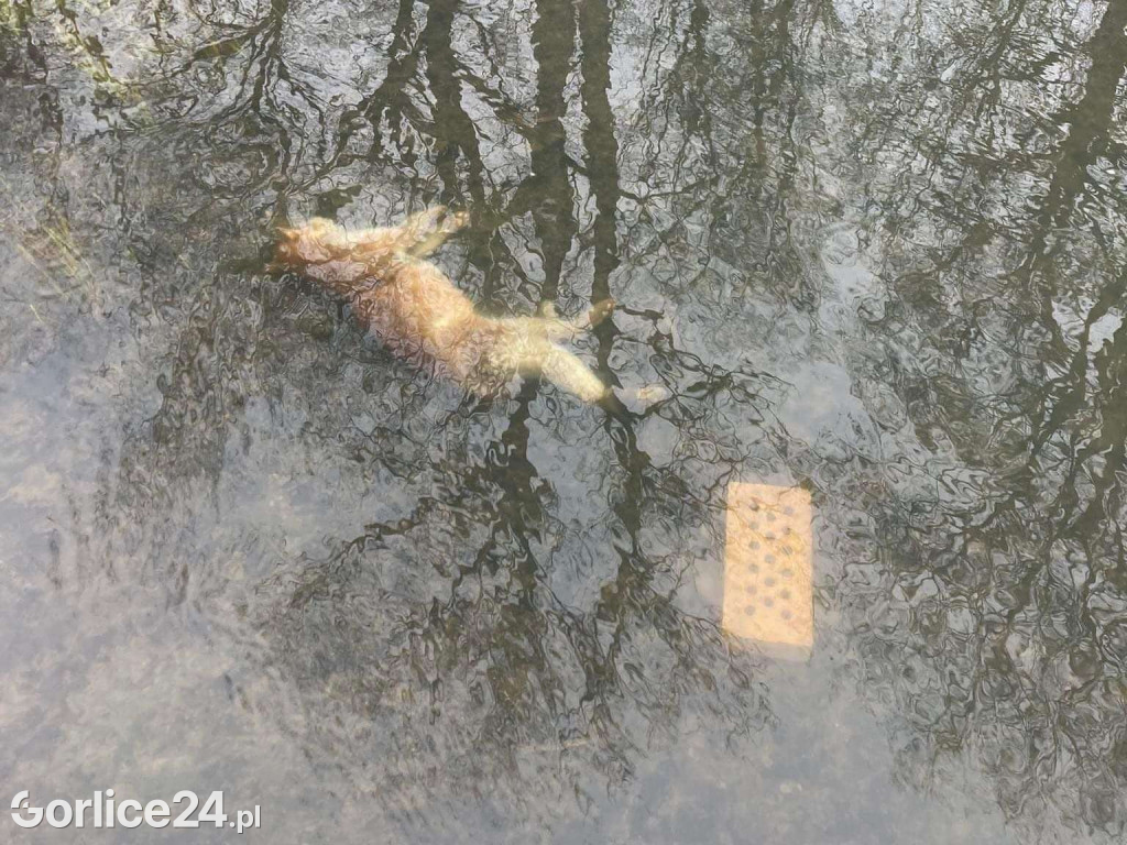 Zagórzany. Bestialsko utopiony kot w potoku