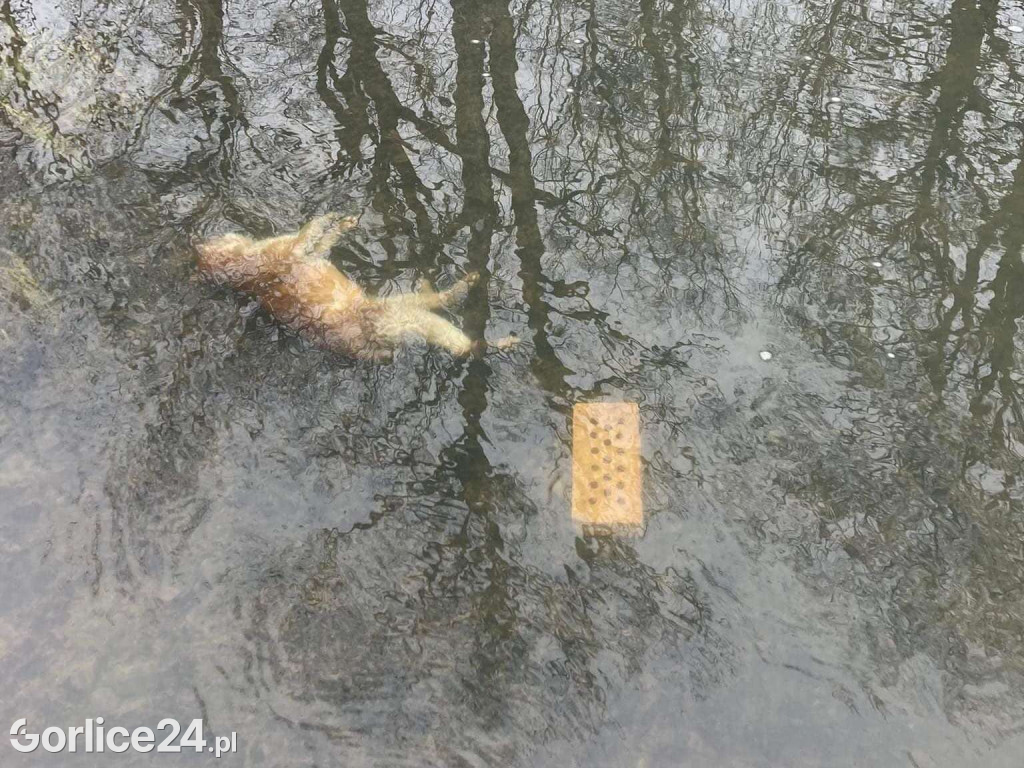 Zagórzany. Bestialsko utopiony kot w potoku