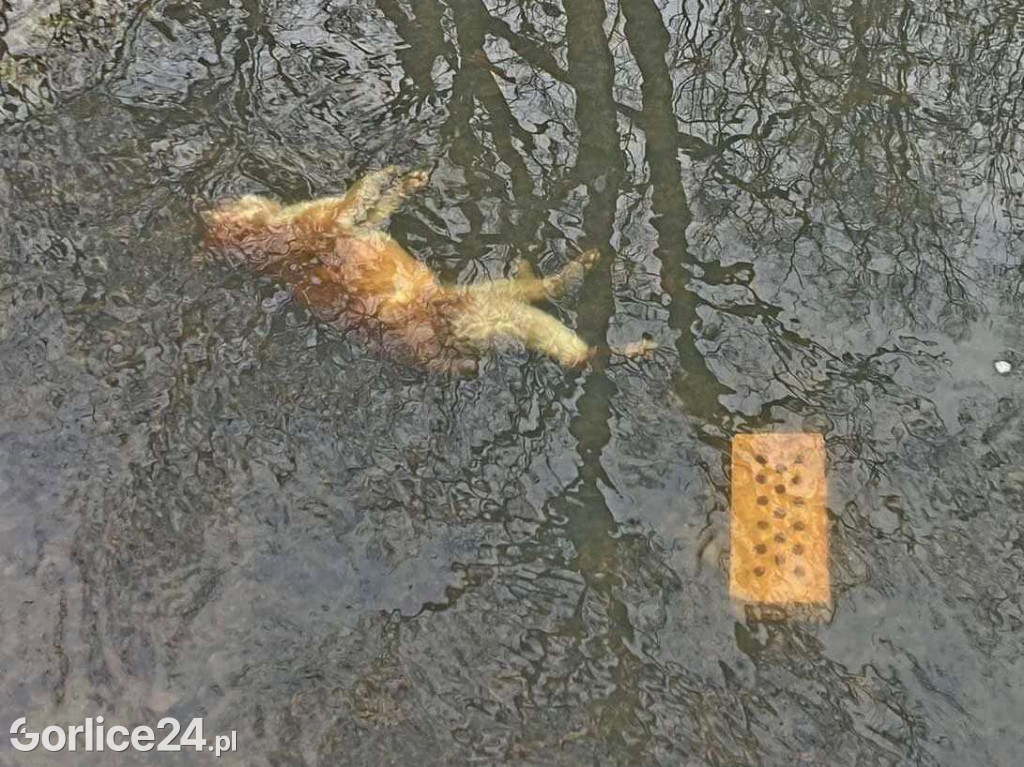 Zagórzany. Bestialsko utopiony kot w potoku