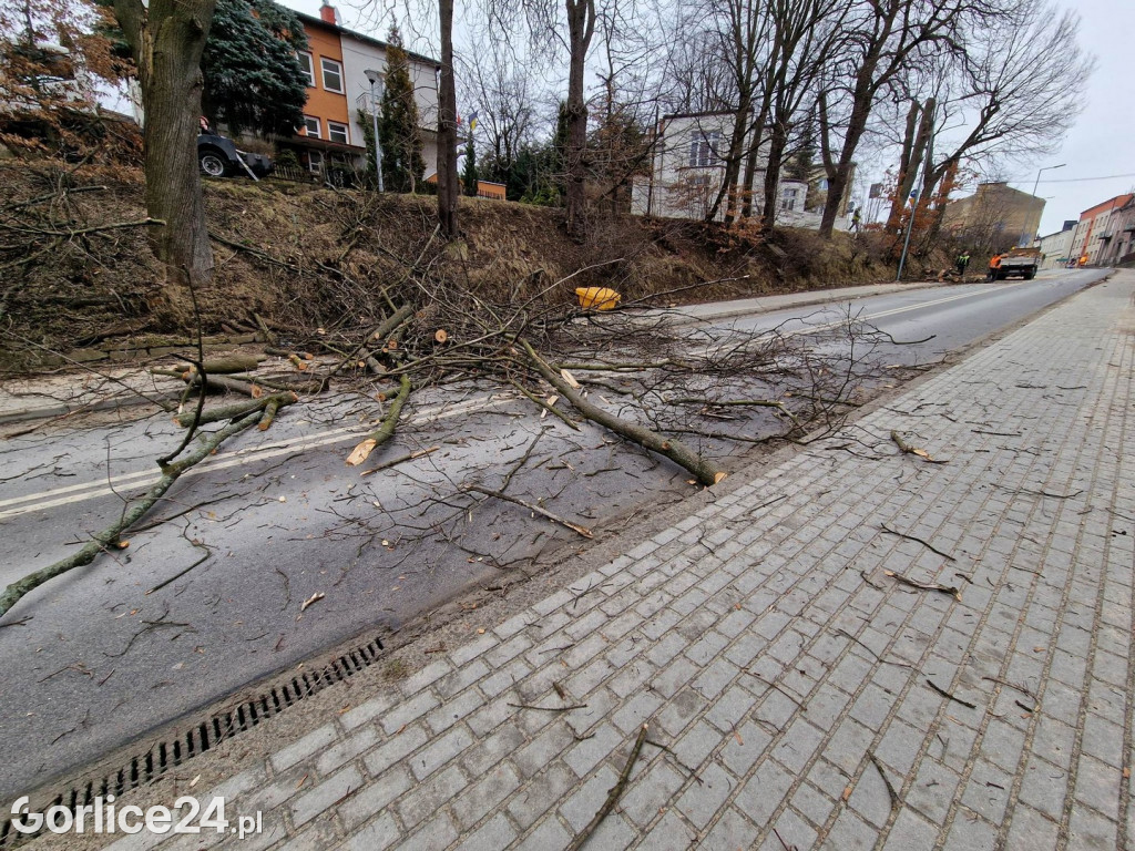 Wycinka stuletnich drzew przy ul. Stróżowskiej
