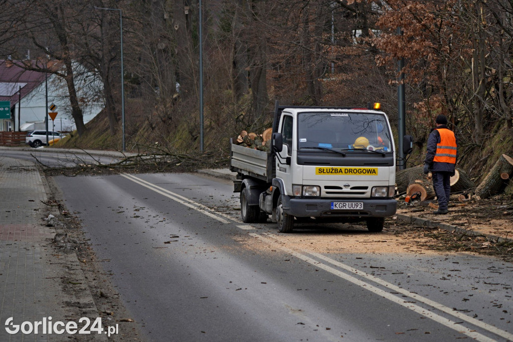 Wycinka stuletnich drzew przy ul. Stróżowskiej