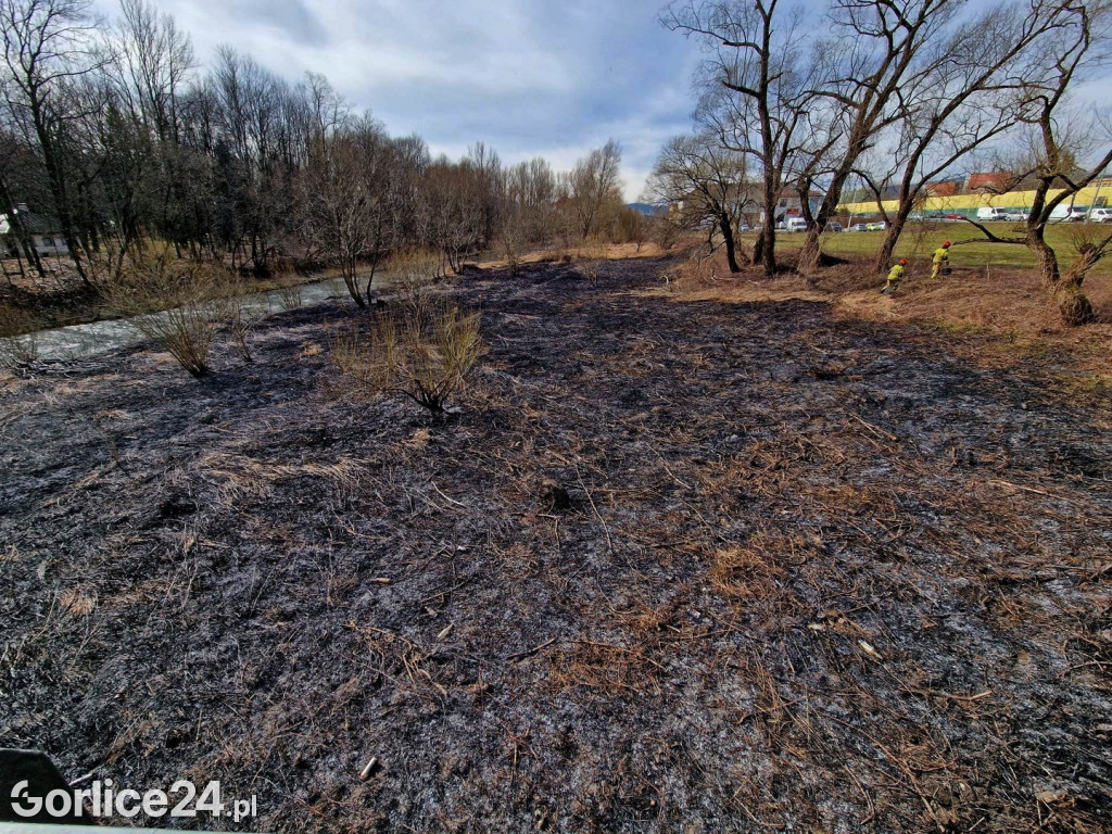 Pożar traw przy ul. Parkowej w Gorlicach (14.03.)