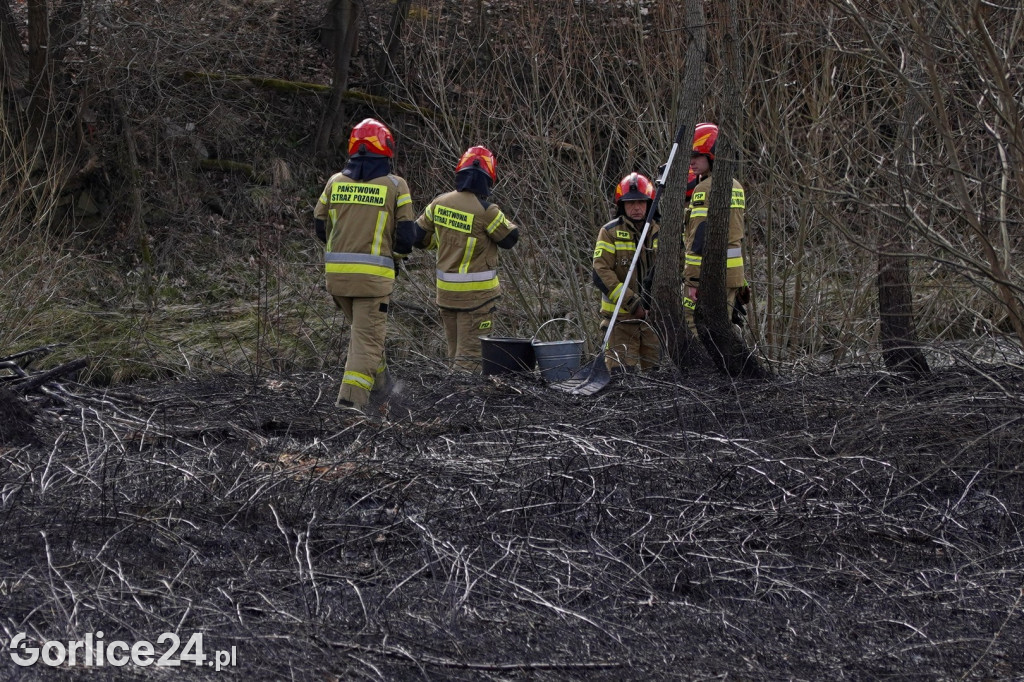 Pożar traw przy ul. Parkowej w Gorlicach (14.03.)