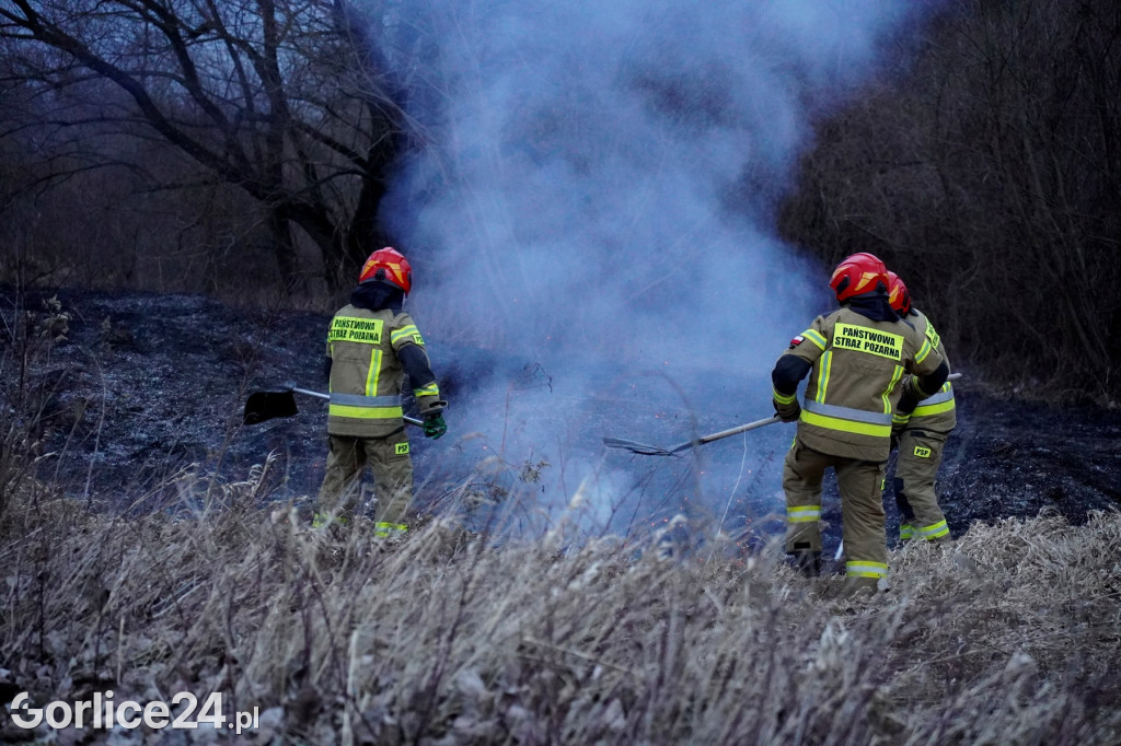 Pożar traw - Gorlice ul. Biecka / Parkowa (14.03.)