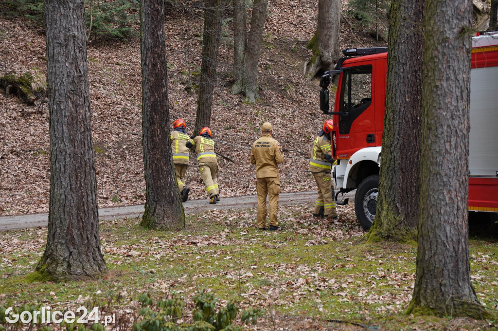 Powalone drzewo w gorlickim parku (22.03.)
