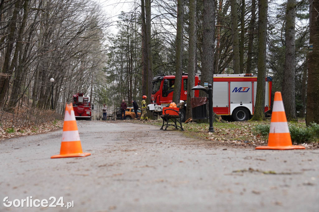 Powalone drzewo w gorlickim parku (22.03.)