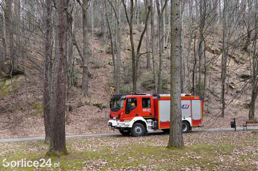 Powalone drzewo w gorlickim parku (22.03.)