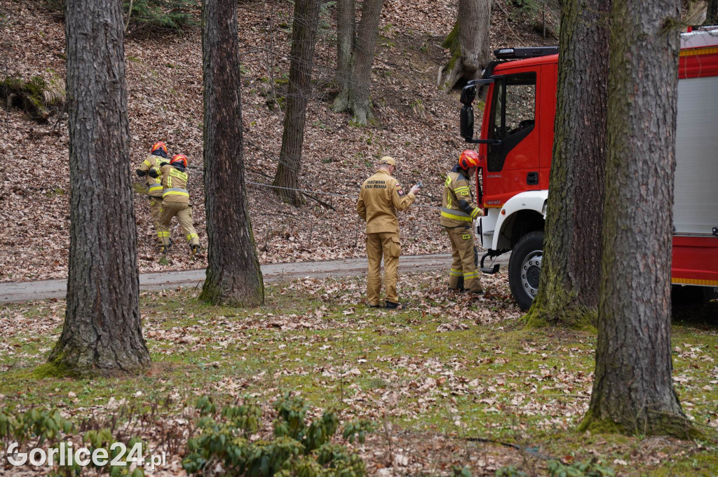 Powalone drzewo w gorlickim parku (22.03.)