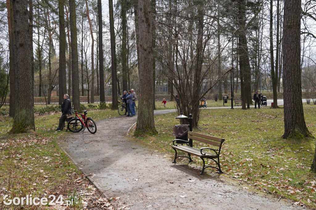 Powalone drzewo w gorlickim parku (22.03.)