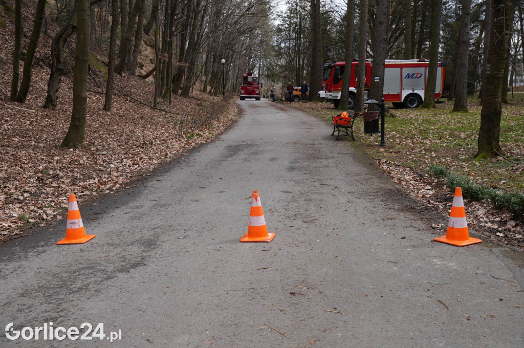 Powalone drzewo w gorlickim parku (22.03.)