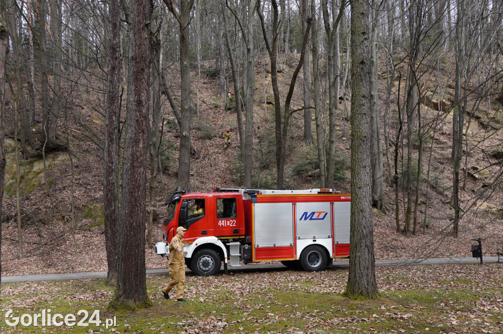 Powalone drzewo w gorlickim parku (22.03.)