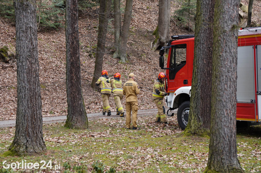 Powalone drzewo w gorlickim parku (22.03.)