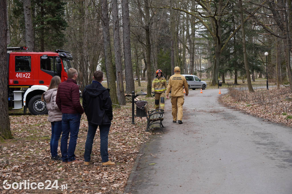 Powalone drzewo w gorlickim parku (22.03.)