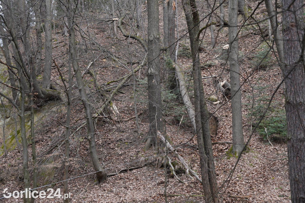 Powalone drzewo w gorlickim parku (22.03.)