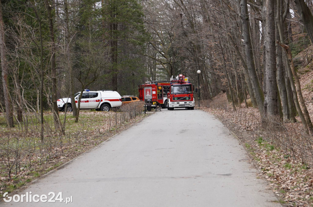 Powalone drzewo w gorlickim parku (22.03.)