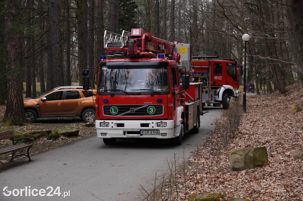 Powalone drzewo w gorlickim parku (22.03.)