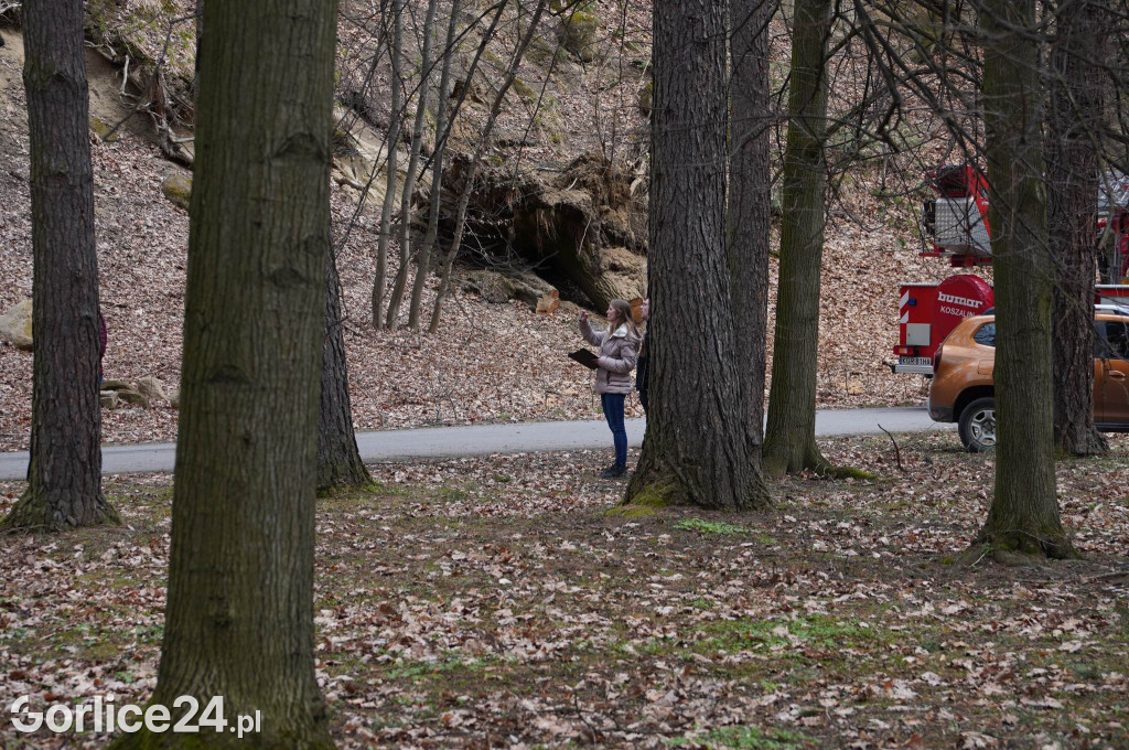 Powalone drzewo w gorlickim parku (22.03.)
