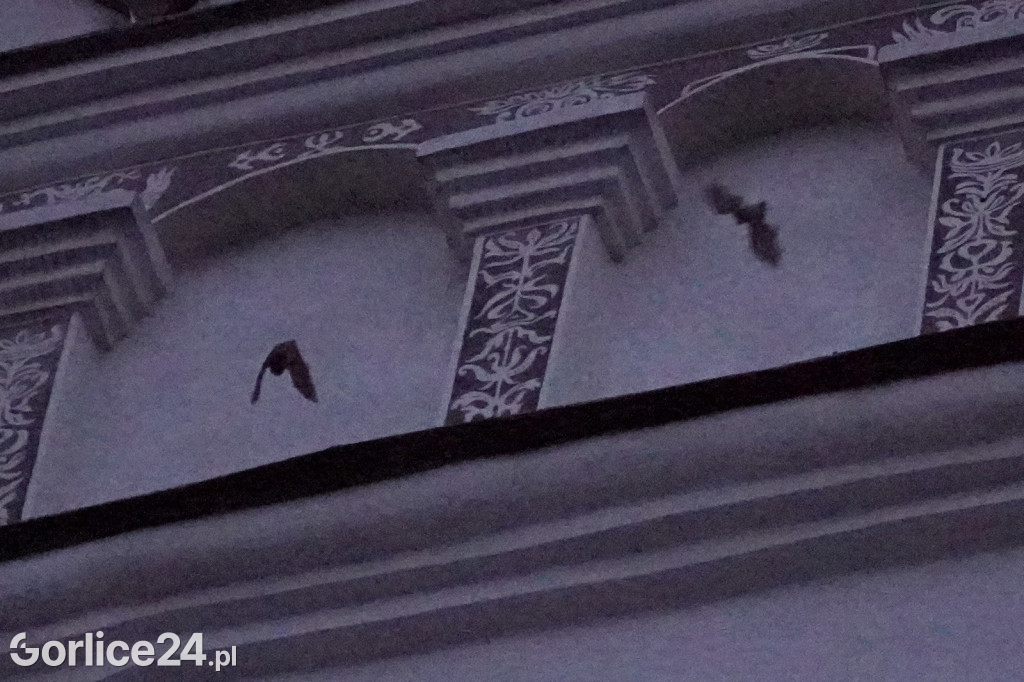 Noc nietoperzy w Kasztelu (12.05.)