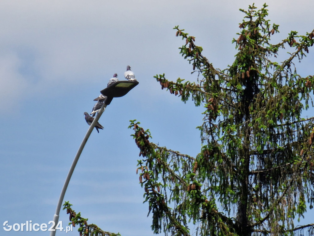 Gorlice. Wymiana lamp ulicznych