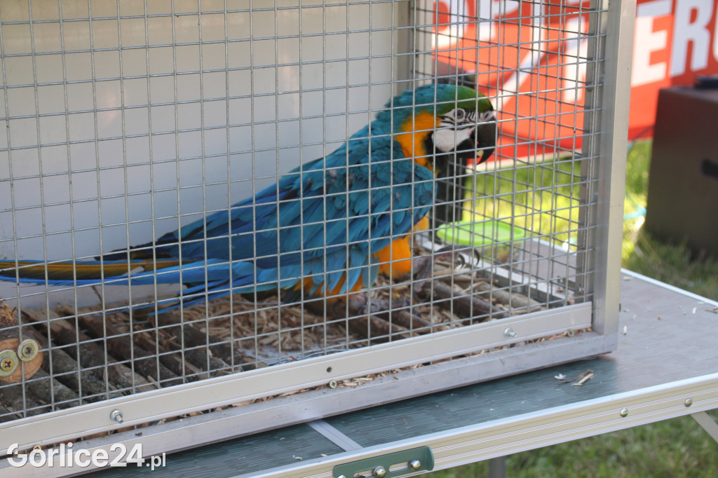 Piknik na powitanie wakacji na osiedlu Magdalena
