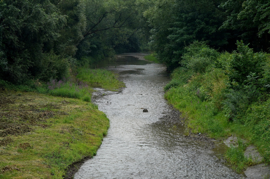 Wykoszone brzegi Sękówki